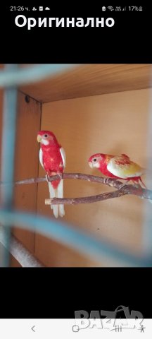 Папагали Розела рубино, снимка 3 - Папагали - 42707037