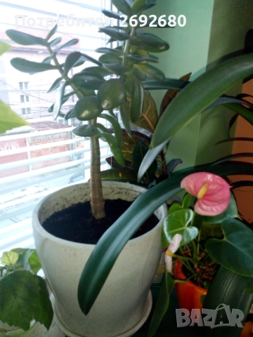 Красула-дървото на живота 50см.+голяма бяла керамична саксия с подложка , снимка 3 - Стайни растения - 45435563