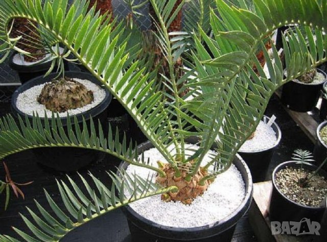 Агро ПЕРЛИТ за цветя, разсад, зеленчуци, домати, краставици и различни торо-почвени смеси.... , снимка 5 - Тор и почвени смеси - 42133442