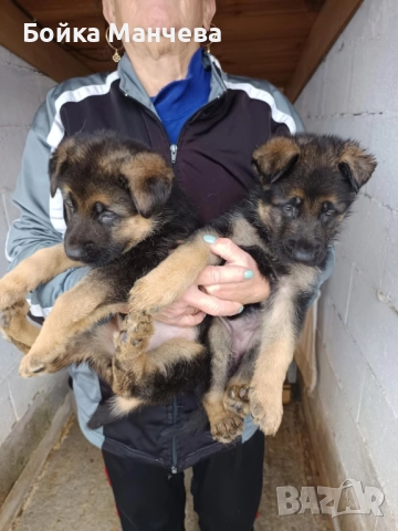 продавам немски овчарки 
