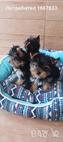 Продавам йоркширски териер, снимка 3 - Йоркширски териер - 53917087