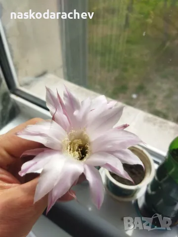 Кактус цъфтящ , снимка 10 - Стайни растения - 49928084