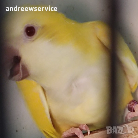 Монаси чифт, снимка 3 - Папагали - 52032670