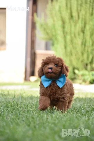 Той пудел Toy poodle, снимка 6 - Пудели - 55006000
