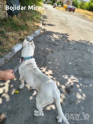 Мъжки за разплод Стра Загора , снимка 2 - Дого аржентино - 52661585