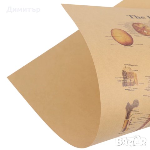 Постер постери плакат Череп 42/29см., снимка 2 - Декорация за дома - 42256070