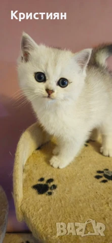 Британски късокосмести сребристи чинчили, снимка 1