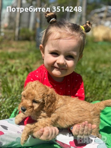 мини пудел , снимка 5 - Пудели - 54337284