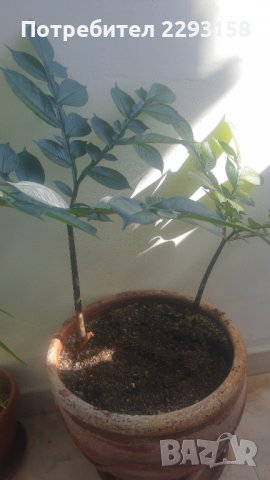 Картофена палма, снимка 1