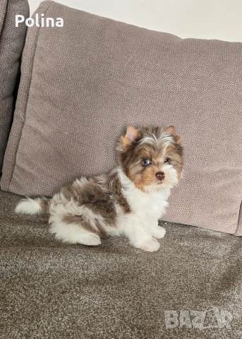 Шокобери момче