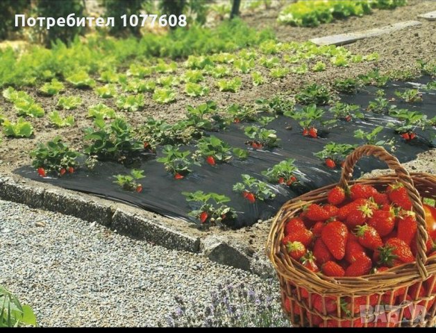 Найлон за ягоди, снимка 1