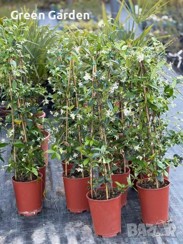 Жасмин,Ароматен и Увивен , снимка 2 - Градински цветя и растения - 54323571