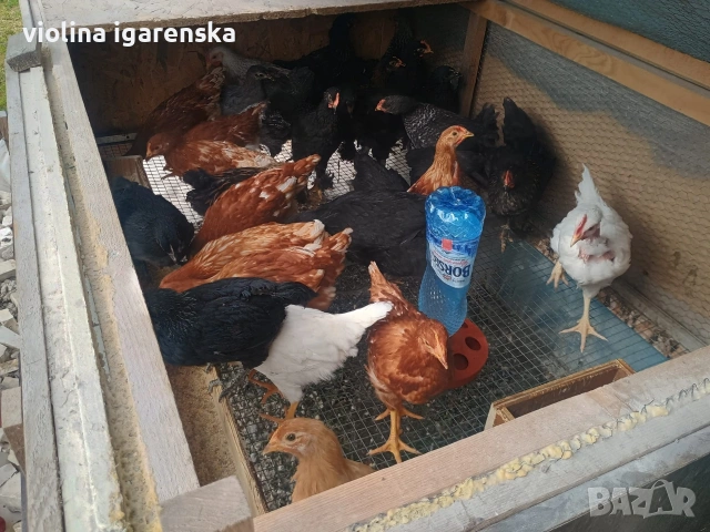 ярки и пилета , снимка 7 - Кокошки и пуйки - 54261403