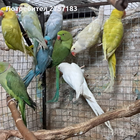 продавам малки александри, снимка 4 - Папагали - 53040702