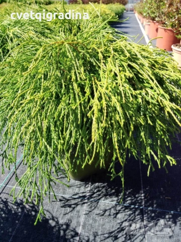 Chamaecyparis p. ‘Sungold’ (Хамеципарис Слънчево злато)