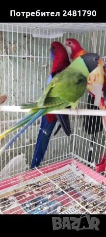 Птици на супер цени, снимка 3 - За птици - 52712752