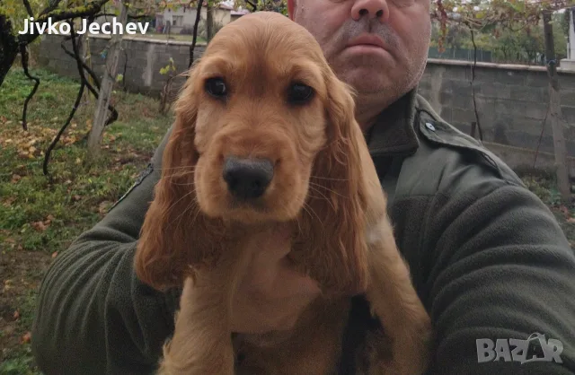 Кокер Шпаньол,, , снимка 7 - Кокер шпаньол - 56493038