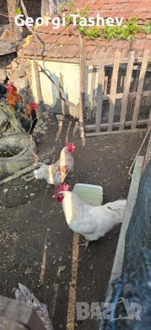 Продавам зайци и петли, снимка 5 - За птици - 54313050