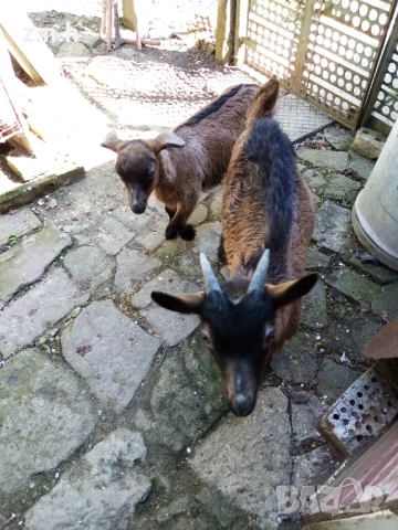 Продавам ярета, снимка 15 - Кози - 54335486