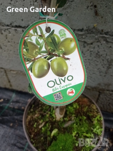 Маслина - Европейска, снимка 3 - Градински цветя и растения - 52360182