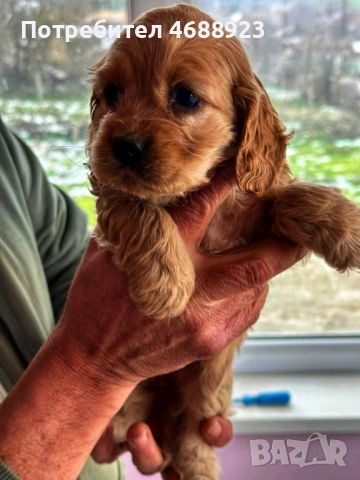 Продават се чистокръвни кокер шпаньоли, снимка 3 - Кокер шпаньол - 53063124