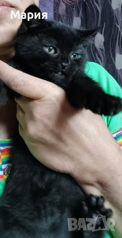 Черни британски котенца , снимка 5 - Британска късокосместа - 50832276