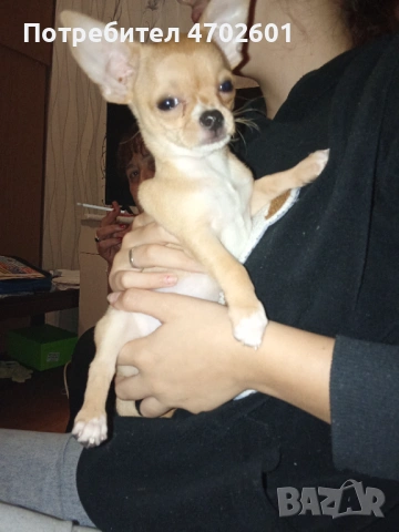 Продавам чухуахуа, снимка 2 - Чихуахуа - 53024835