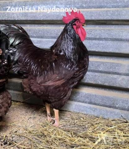 Червен Роуд Айлънд