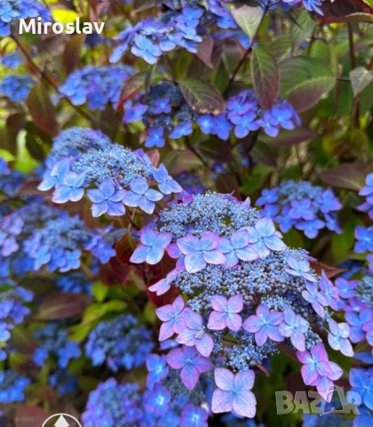 Планинска хортензия "Бурса"