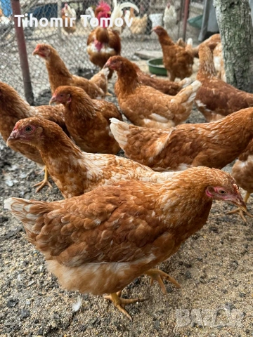 продавам ярки ломан браун 