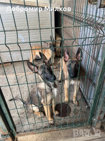 Продавам Белгийски Овчарки Малиноа  , снимка 2 - Белгийска овчарка - 55421591