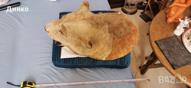 Глава на лъв трофей от 19век., снимка 5 - Антикварни и старинни предмети - 29194108