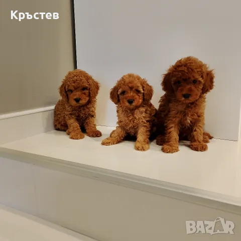 Мини Пуделчета*, снимка 4 - Пудели - 56359568