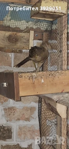 Продавам фазани млади, снимка 6 - други­ - 51097104