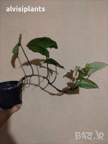 Сингониум влачещо растение 45 см