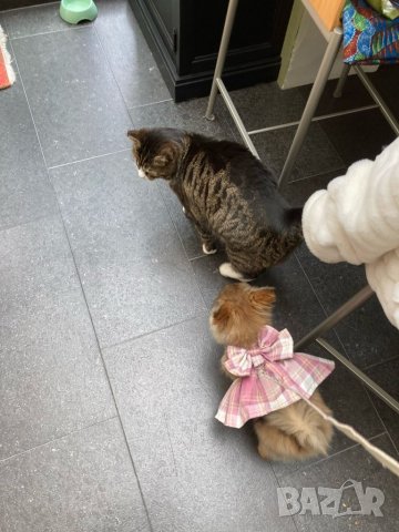 Рокля за куче с повод. Нагръник за куче. Нагръдник с повод. Нагръдник за малко куче. Дрехи за кучета, снимка 12 - За кучета - 38383966