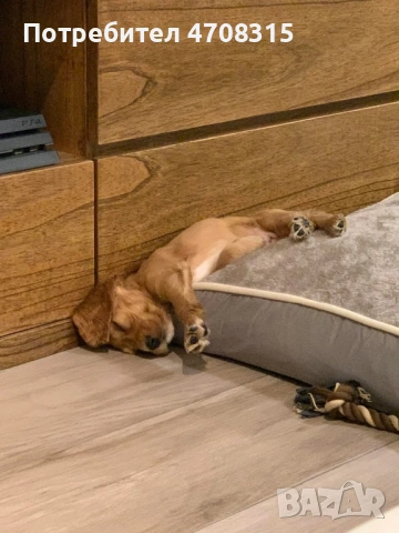 Кокер шпаньол игрив мъник