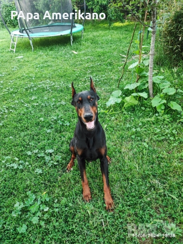 Мъжки доберман за разплод , снимка 5 - Други услуги - 52300714