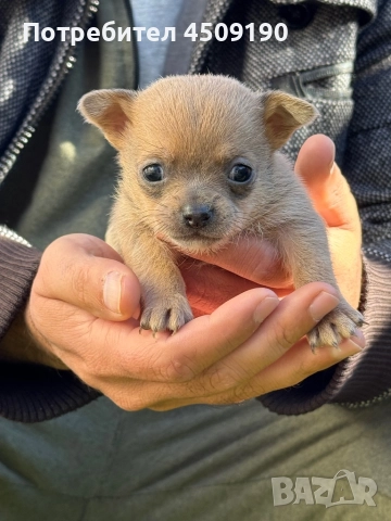 Бебета чихупинчери , снимка 3 - Чихуахуа - 52735566