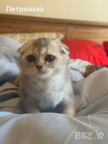 Шотландски котета , снимка 8 - Британска късокосместа - 56309300