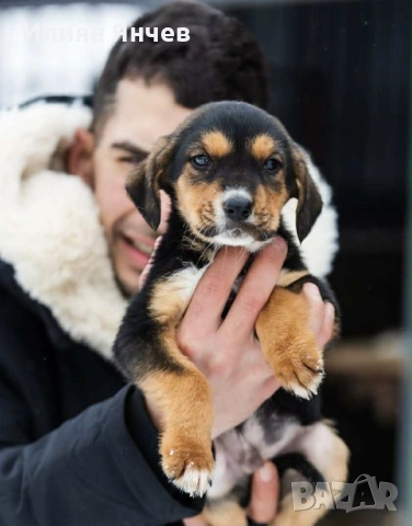 Подарявам гончета , снимка 3 - Гонче - 53261654