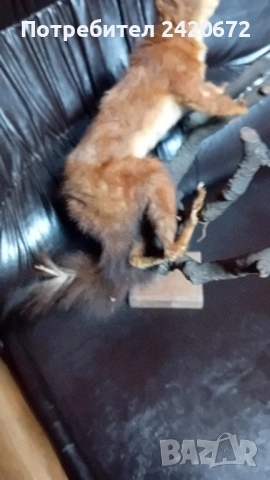 препарирана глава сърандак Препарирана бялка Препарирана катеричка., снимка 14 - Други - 52065871