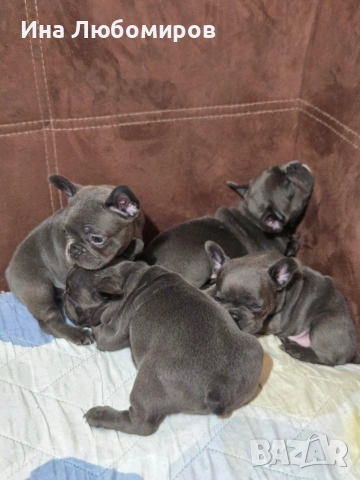 Малки сладки Френски булдочета, снимка 7 - Френски булдог - 54219170