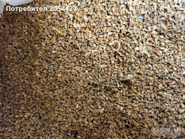 Продавам анасон семе