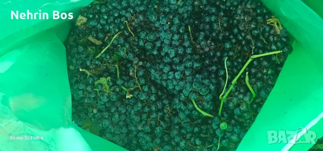 merlo zaharnosta 24 , снимка 7 - Крави - 55874089