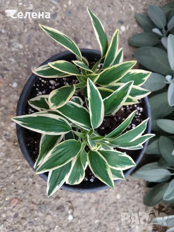 Alstroemeria Colorita Katiana – уникална пъстролистна алстромерия, снимка 5 - Градински цветя и растения - 56086764