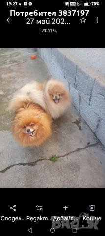 мъжки на 8 месеца , снимка 8 - Померан - 54030872