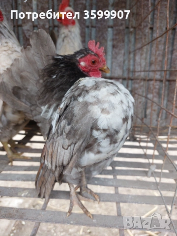 Миниатюрни петлета Серама, снимка 4 - Кокошки и пуйки - 53983826