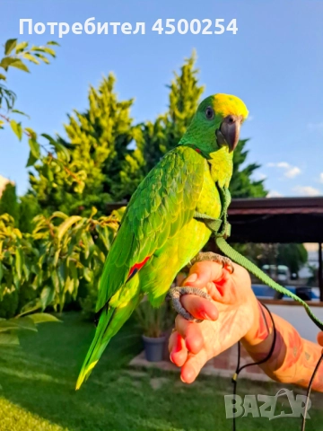 Шестмесечна женска амазона (с клетка), снимка 11 - Папагали - 52708916