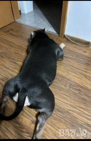 Американско Покет Були , снимка 6 - Други - 52643138